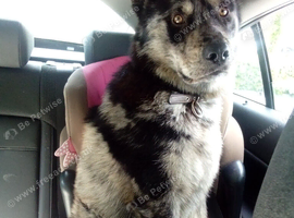 Looking for a adult home pnly