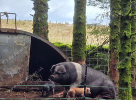 Saddleback gilt and 3 piglets for sale