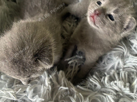 TICA 5* pedigree Russian blue kittens