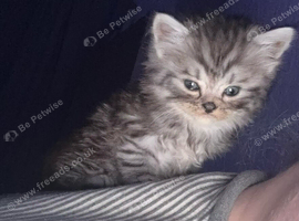 Kittens