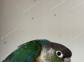 Cock conure