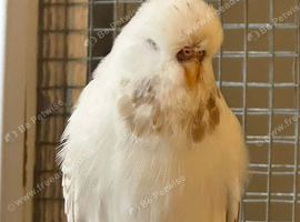 Budgies