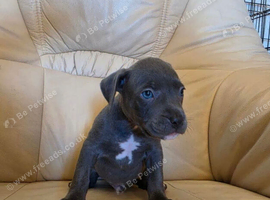 Twelve week staffy male