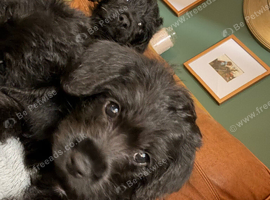 Border Terrier x Miniature Poodle Puppies