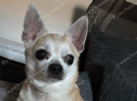 8 year old male