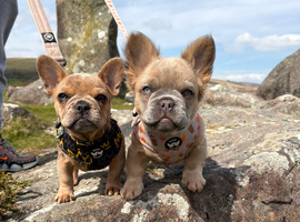 2 French bulldogs puppies
