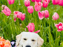 Handsome English Cream Golden Retriever - Available for Stud