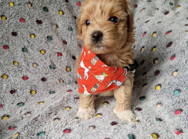 Gorgeous tiny maltipoo puppies
