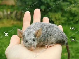 Fancy mice