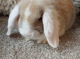 10 WEEK OLD Baby minilop beige split  doe