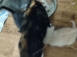 Fluffy Calico girl
