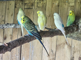 Budgies