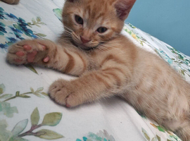 1 quarter maine coon kittens