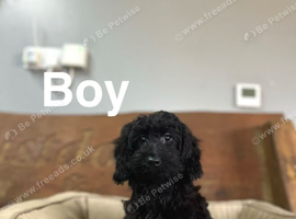 Frankie wonderful black and black tan Daxiepoo puppies