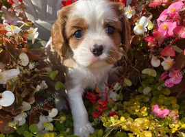 K.C. reg. Cavalier King Charles Spanel