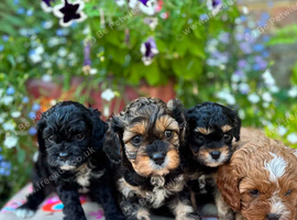 Quality True mini Cavapoo puppies in Eastleigh, Hampshire