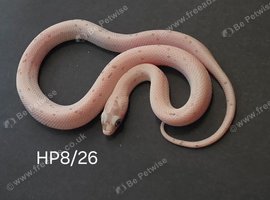 Caramel palmetto corn snake baby