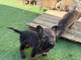 Working line German shepherd puppies