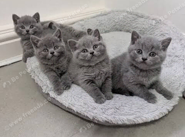 Poshcats British Blues and Blue- points