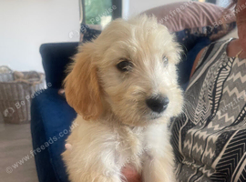 Fantastic Goldendoodle puppy&rsquo;s