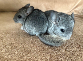 Two baby chinchillas