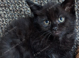 Kitten  Black Male 8 weeks