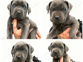 Cane corso