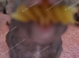 5 gorgeous rats, Rex, Fancy & Dumbo