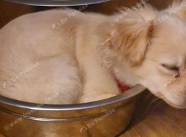 Pom x Shih zhu pup