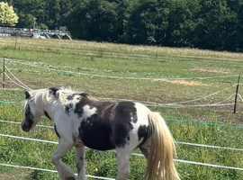 2 year old cob colt