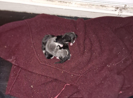 Randomly kittens for sale