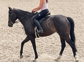 15.3 gelding 6yrs TB project
