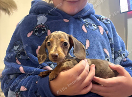 Miniature dachshund looking for her new home