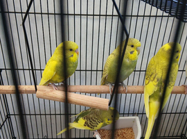 Budgie