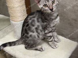 Blue bengal kitten boy