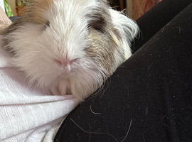 1 year old long haired male