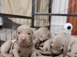 Silver Weimaraner Puppies and Dogs for sale in Farnham | Freeads Pets
