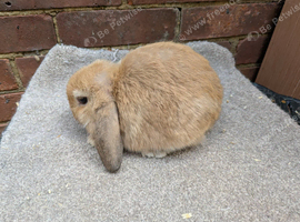 Baby mini lops