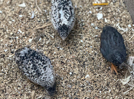 Chinese painted quail