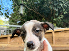 Collie X Whippet