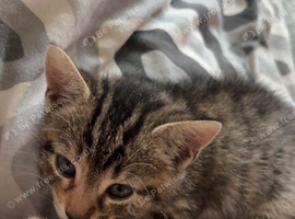 Last Beautiful Kitten Looking For Her Forever Home