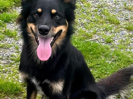 Welsh Collie X Kelpie for stud