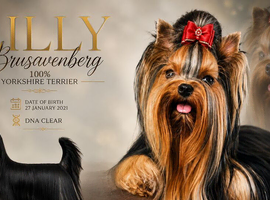 BABY FACE YORKSHIRE TERRIERS KC DNA TESTED PARENTS
