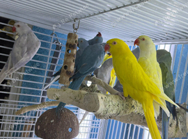 Baby Indian Ringneck parrot