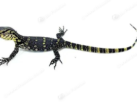 Asian Water Monitor babies