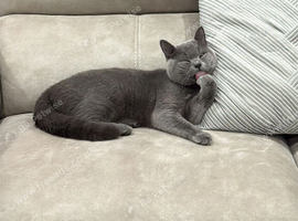 British shorthair