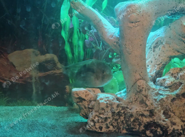 Keyhole Cichlid and rainbow fish