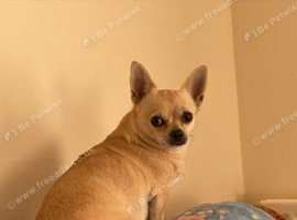 Chihuahua rehome
