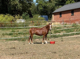 Welsh C type Mare