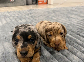 Miniature Dachshund puppies